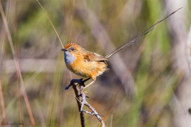 Southern Emu-wren photographed on the heathlands by Geoff Gates