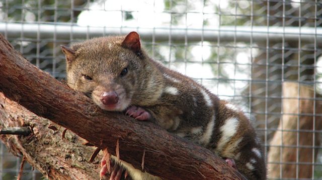 Female Tiger Quoll from a sanctuary in New South Wales– hopefully to be a mum