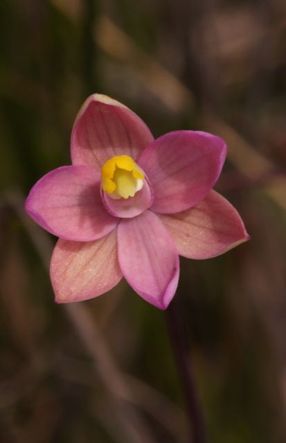 Pink Sun Orchid