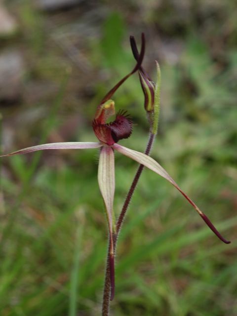 Southern Spider Orchid