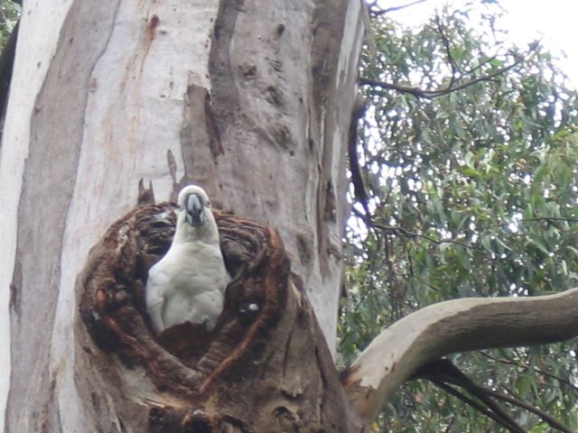 A young Sulphur-crested Cockatoo was quietly watching us as it remained at the entrance to its nest – once home for Sugar Gliders