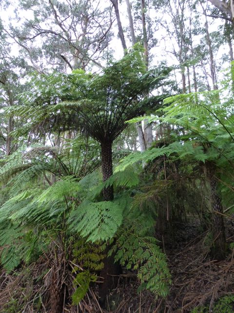 Impressive Tree Ferns