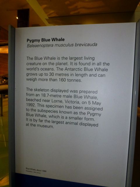 Pygmy Blue Whale sign