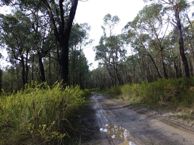 Loves Track - the wattles were just coming out when we reconnoitred the track in early August