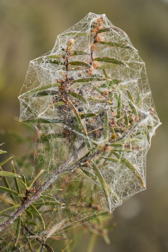 A spectacular spider web on the Western Furze Hakea