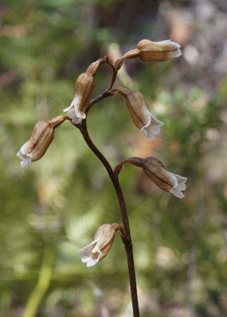 Cinnamon Bell Orchid