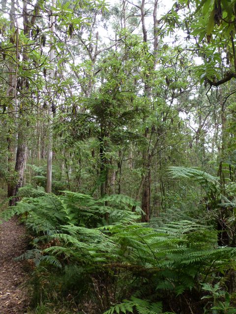 Tree ferns under the canopy of eucalypts