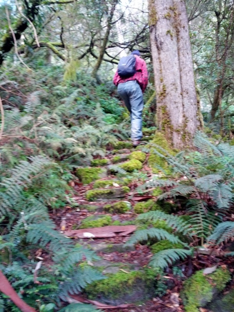 Lachie climbing the moss covered steps on the way back