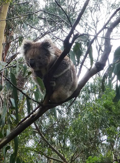 Koala 1