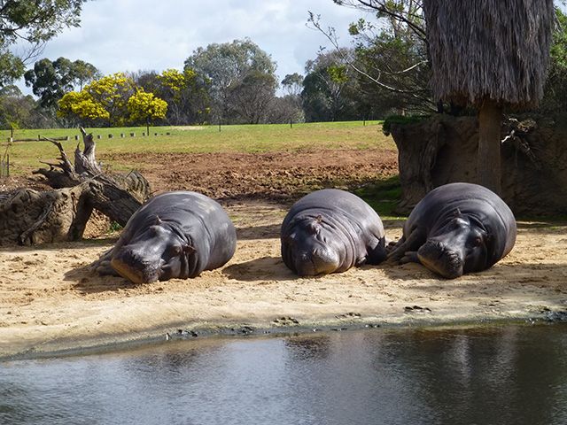 Three sleepy hippos