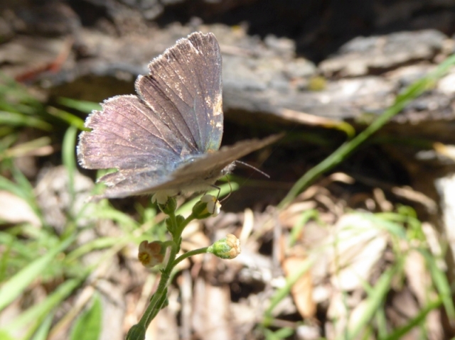Grass-blue butterfly on Sweet Hound's-tongue