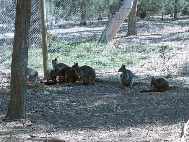 Black Wallabies resting in the shade of a large tree
