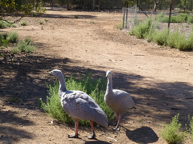 Inquisitive Cape Barren Geese wandering close to the track
