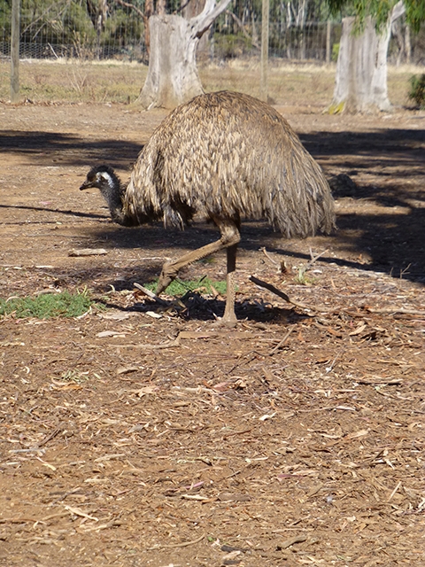An emu posed for us to photograph