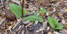 Leaves of the Chiloglottis species