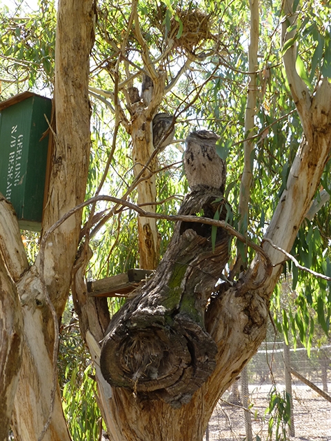 Two well-camouflaged Tawny Frogmouth motionless amongst the leafy vegetation