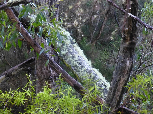 Spectacular lichen covered logs
