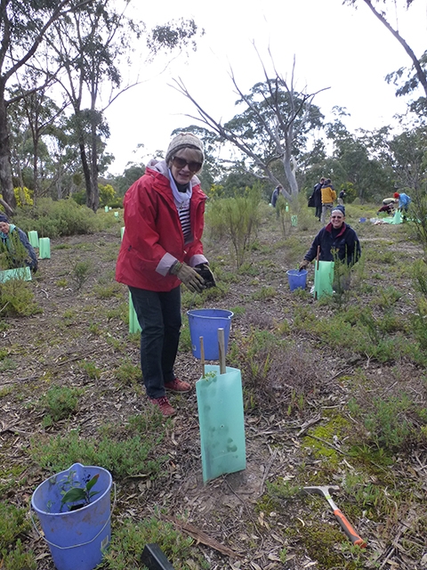 Planting