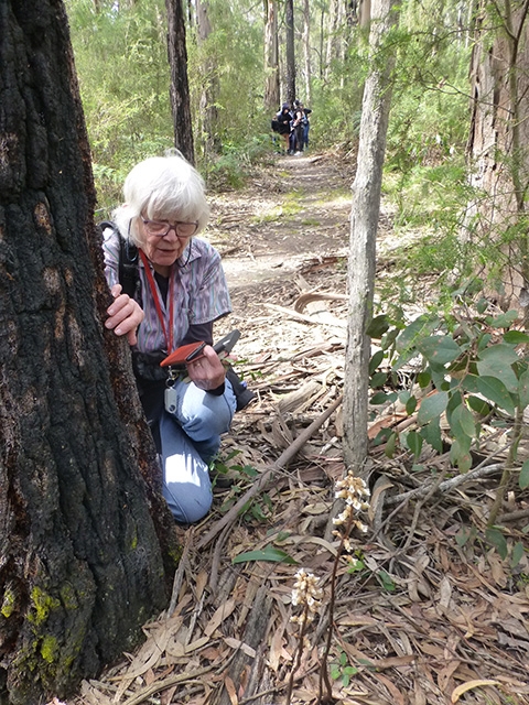 Pat from London was enthralled by the Cinnamon Bell orchids