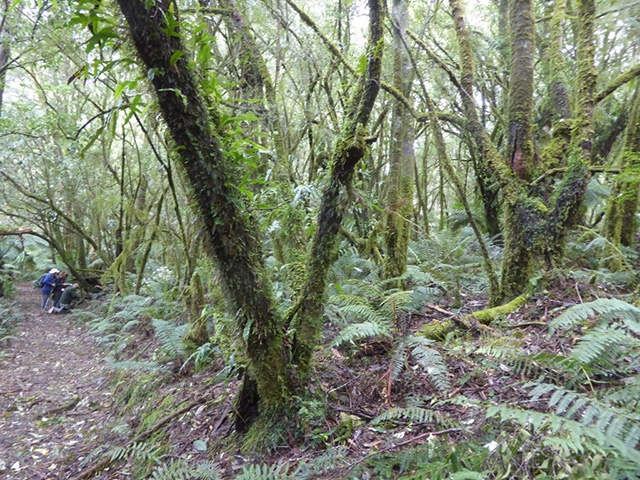 Ferns lichen and mosses