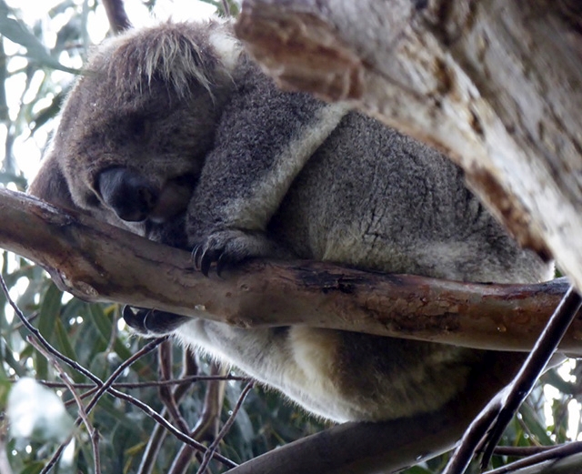 damp koala