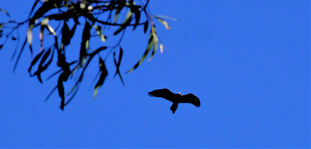 eagle overhead
