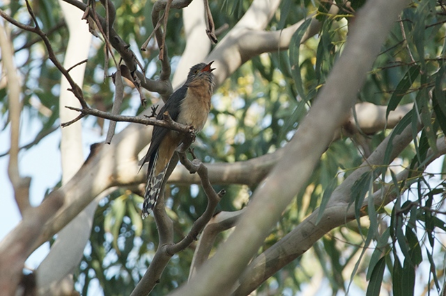 fantailed cuckoo