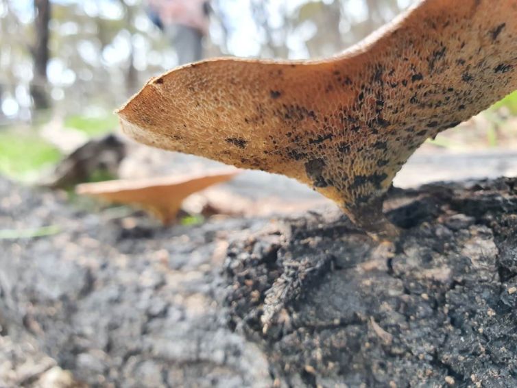 20221016_Polypore_on_dead_tree_trunk_web