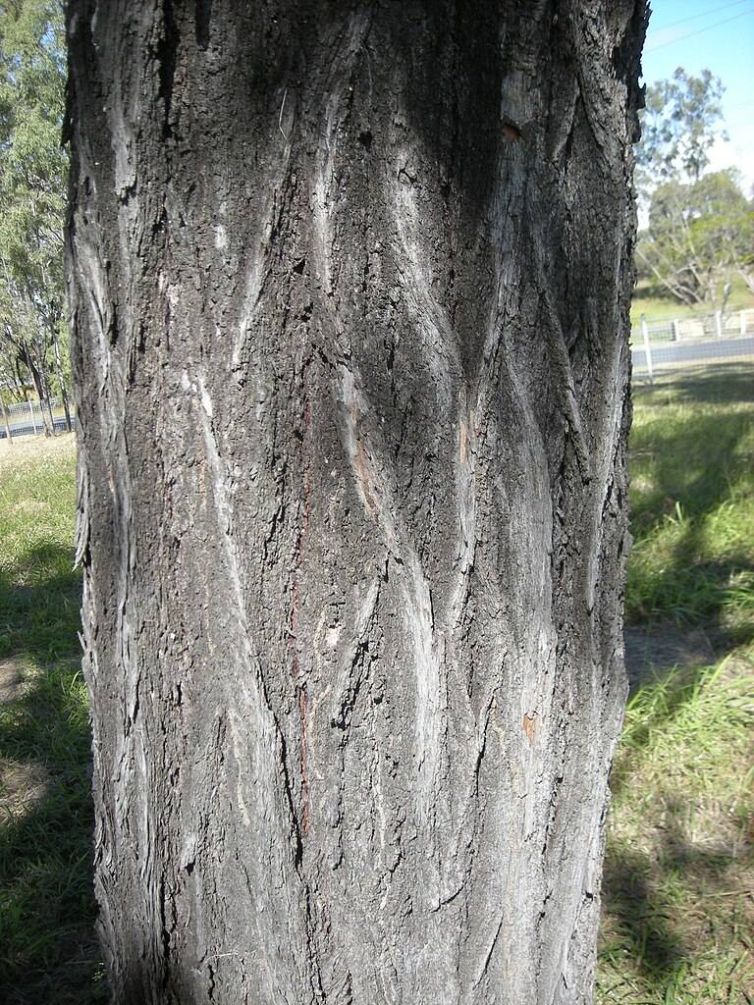 Eucalyptus_Crebra_bark-web