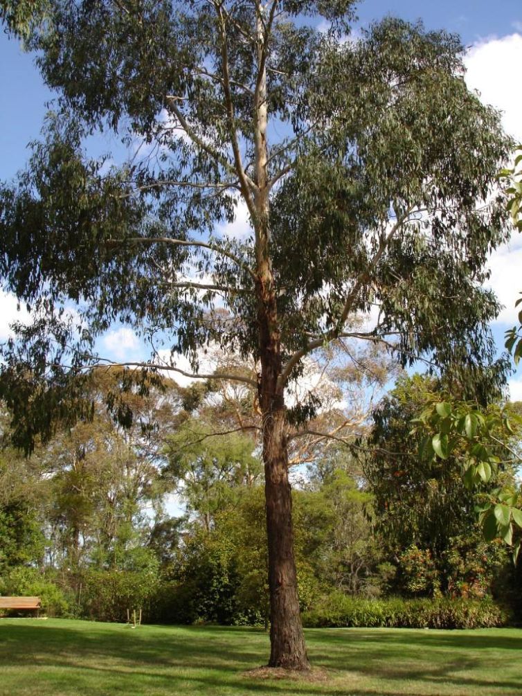 Eucalyptus_ovata-web