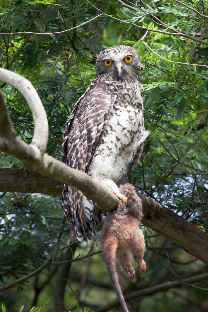Powerful Owl with prey