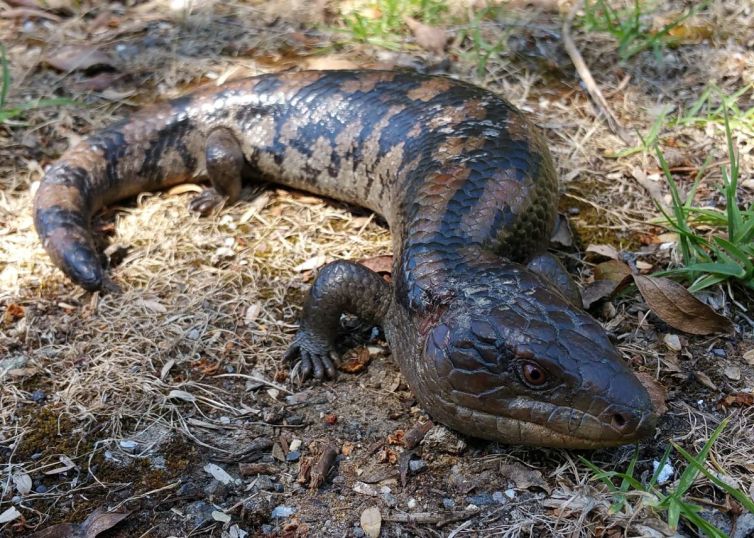 Southern_Blue-tongue_Lizard_(Tiliqua_nigrolutea)-web