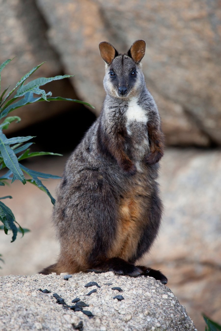 Wildtimes | Creature Feature: Red-Necked Wallaby