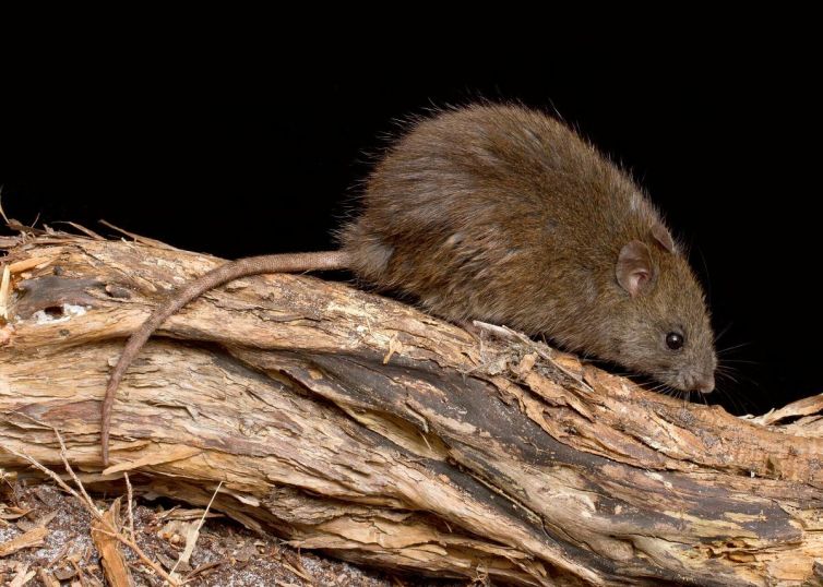 bush-rat-rattus-fuscipes-wilsons-promontory-national-park-victoria-web