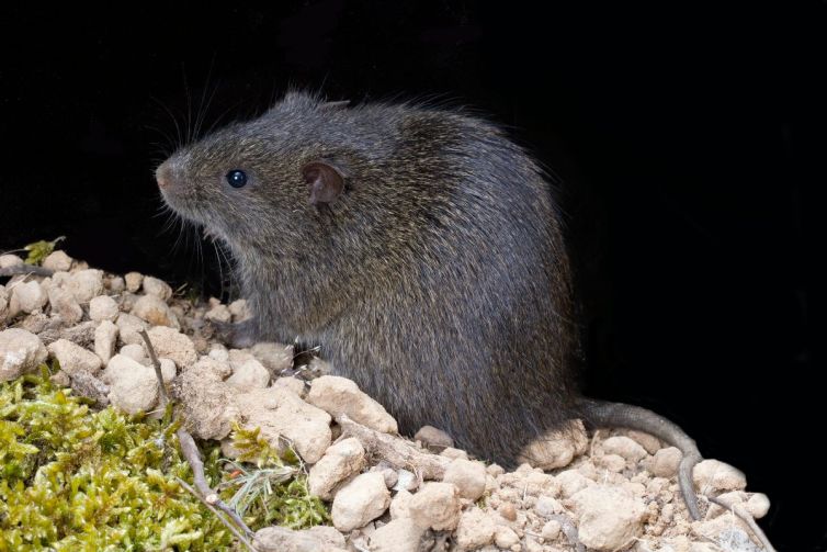 rattus-lutreolus-swamp-rat-grampians-national-park-victoria--web)