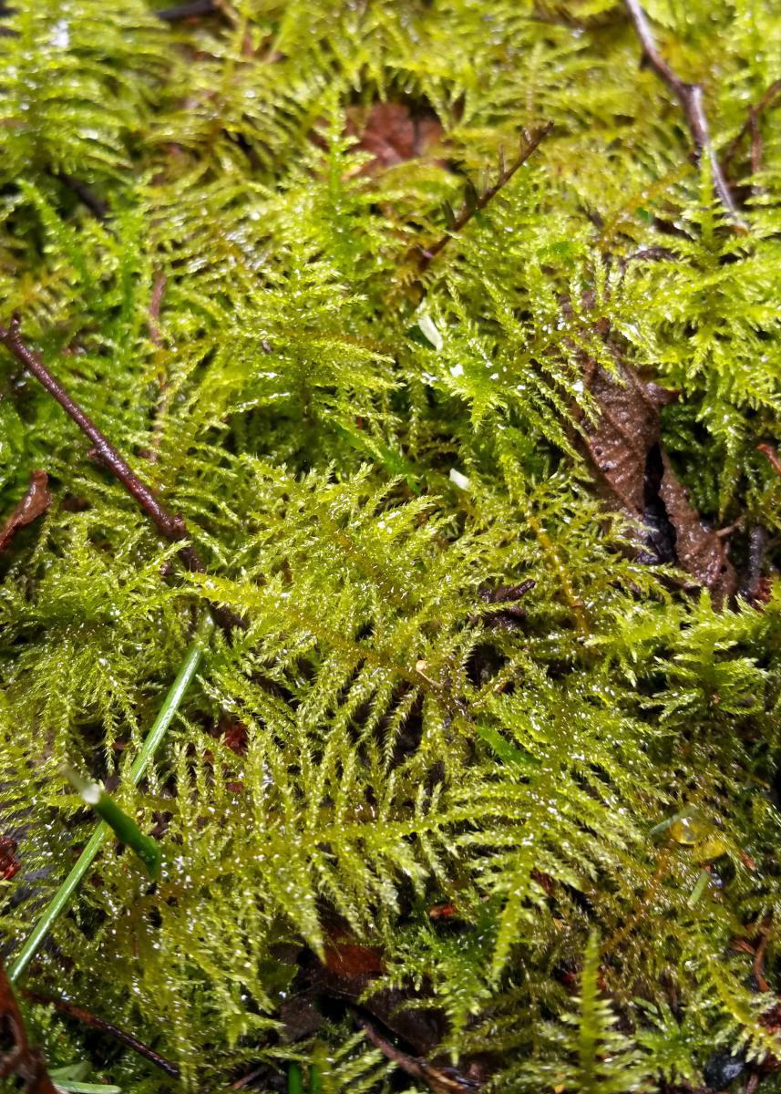 Common Feather-moss