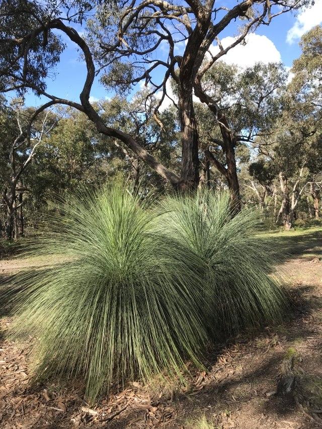 Austral Grasstrees