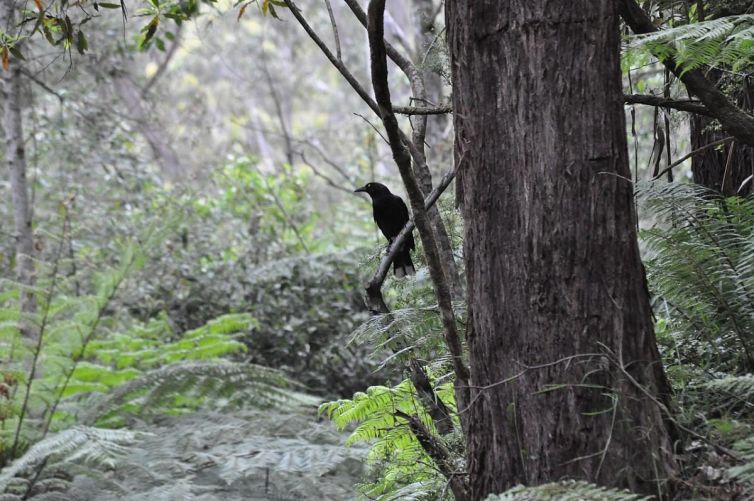 Currawong with ferns