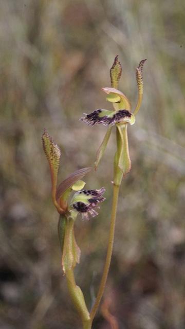 Fringed Hare Orchid