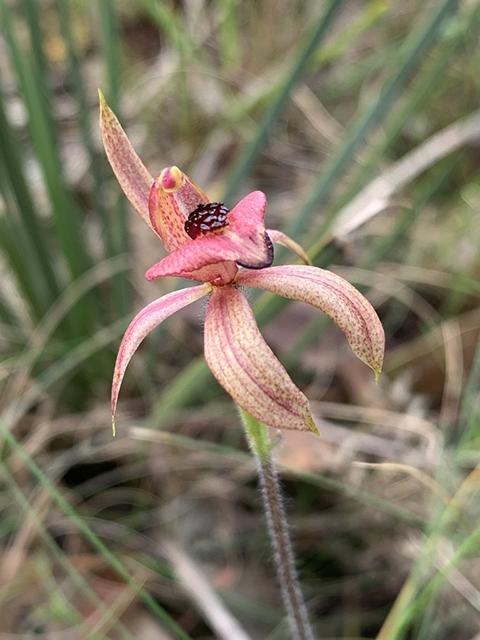 Heart-lipped Orchid