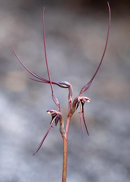 Mayfly Orchid