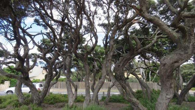 Moonah Trees
