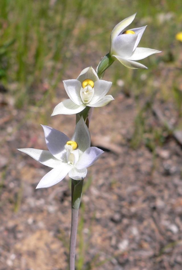 Pale Sun Orchid