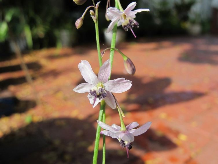 Pale Vanilla-lily