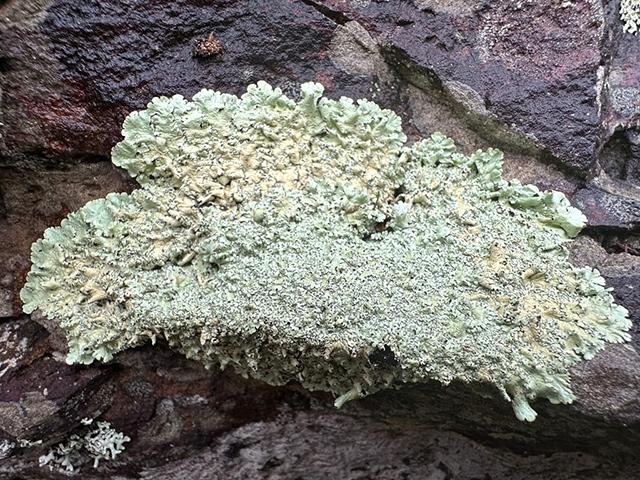 Rock Greenshield Lichen