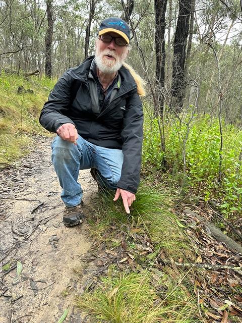 Paul found two Dwarf Greenhoods Pterostylis nana on the side of the track