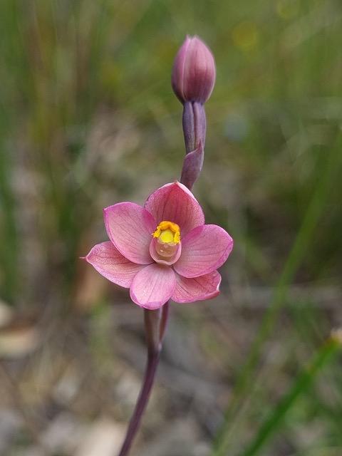 Salmon Sun Orchid