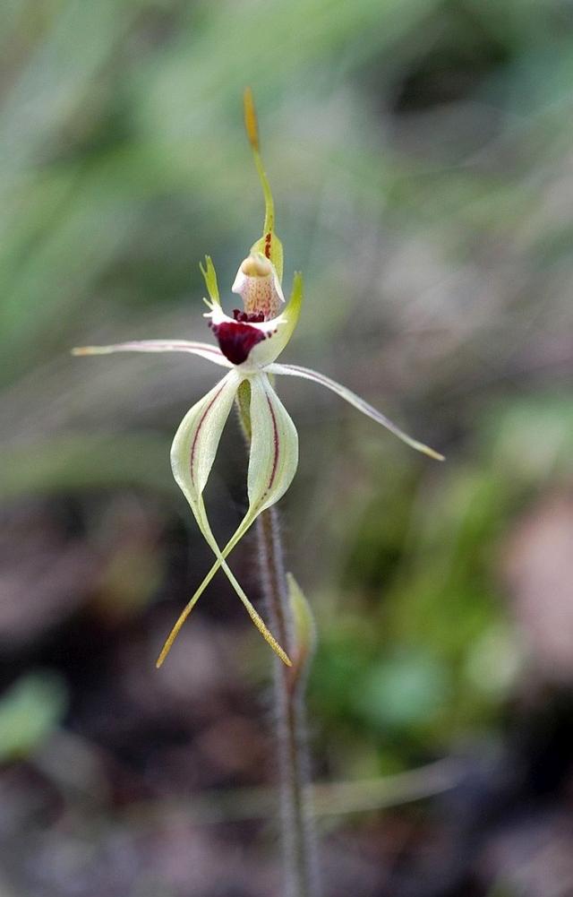Small Spider Orchid