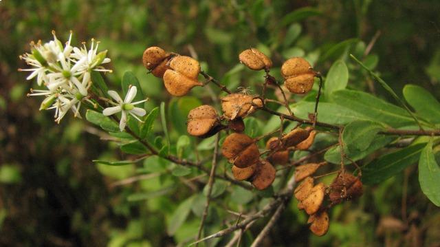 Sweet Bursaria seeds