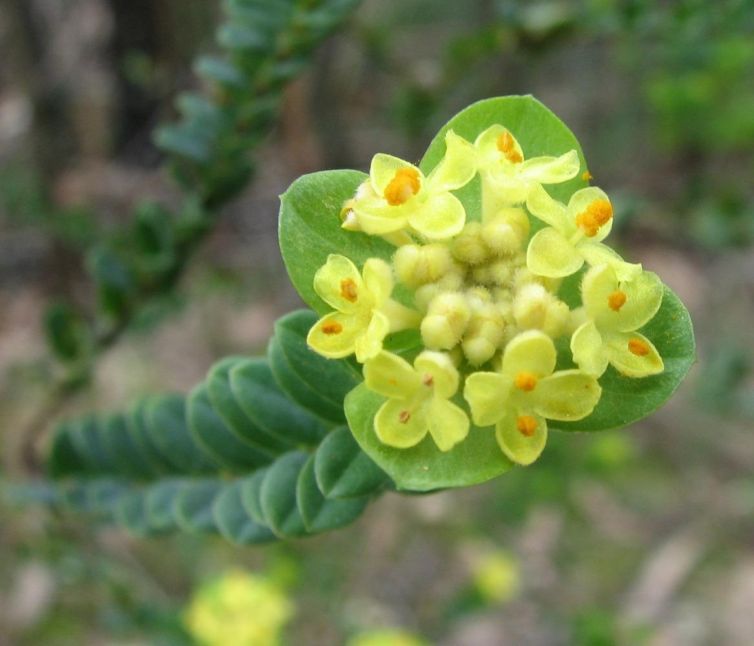 Yellow Rice-flower